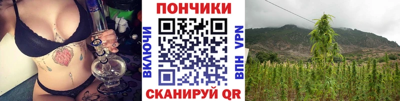 Конопля гибрид  Можга 